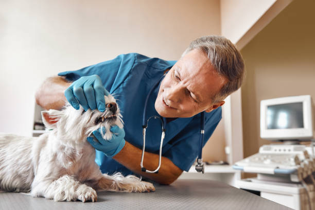 Best Tooth Infection Emergency Dentist  in Orem, UT